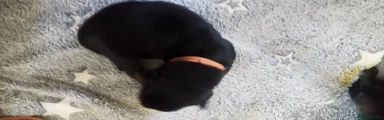 Rottweiler 4
