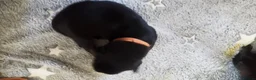 Rottweiler dogs for sale: ROTTWEILER PUPS- ALL RESERVED  - Advert 22