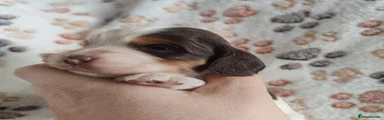 Cocker Spaniel 8