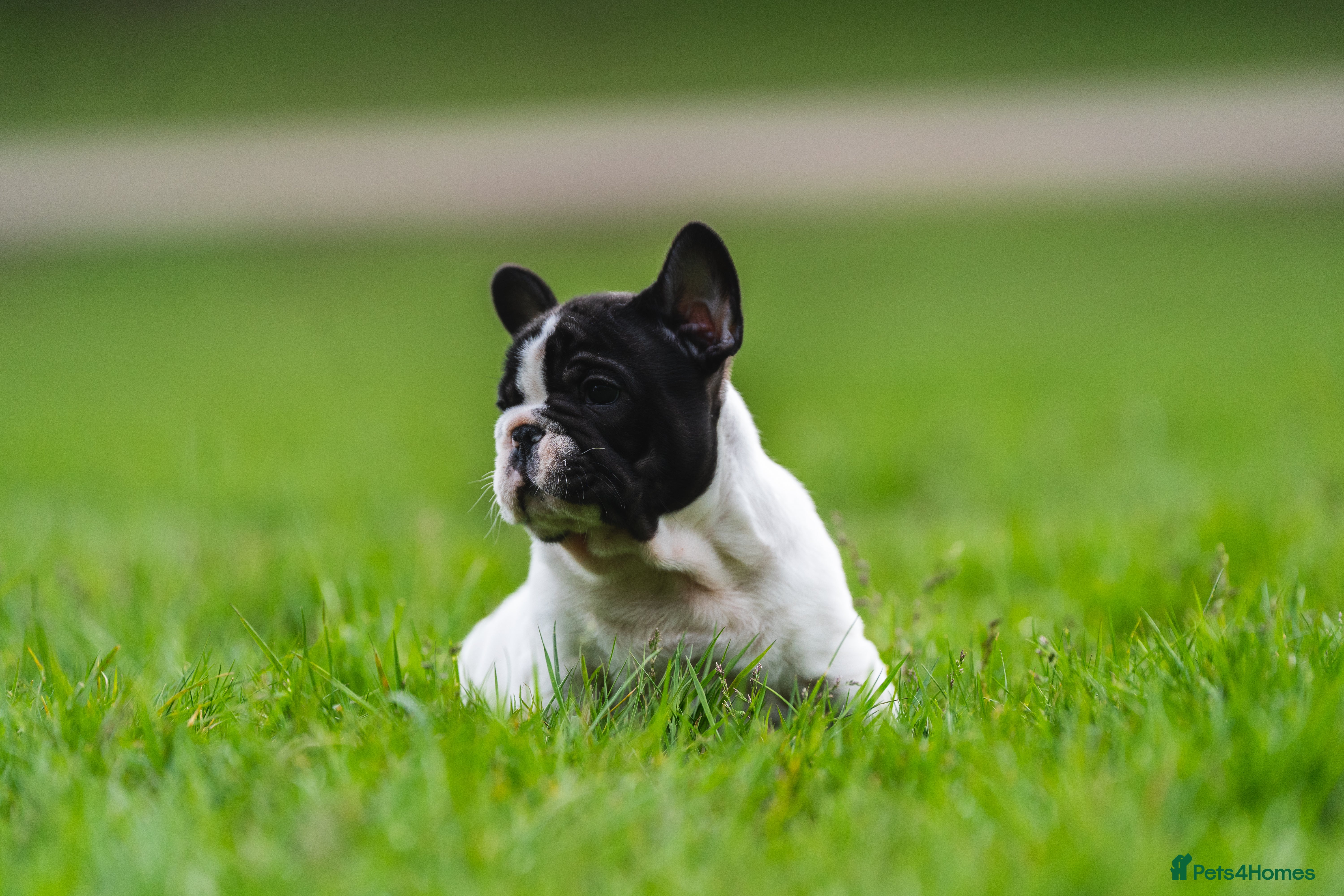 French Bulldog dogs for sale: KC fully health genetic & tested puppies - Advert 12