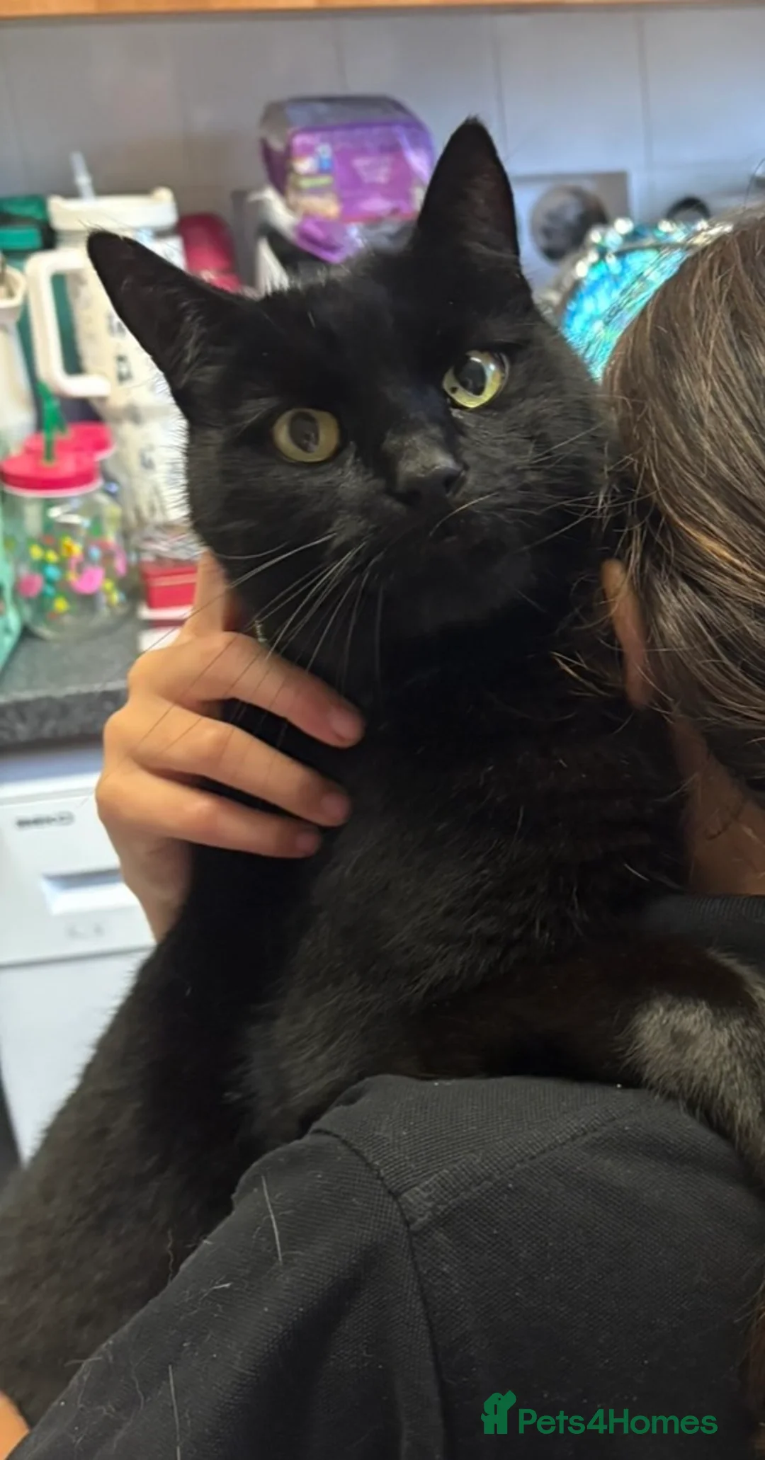 British Shorthair cats for sale: Black neutered cat  - Advert 2
