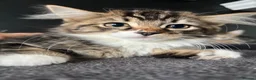 Mixed Breed cats for sale: Fluffy Kittens for sale - Advert 26