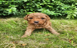 Toy Poodle dogs for sale: 🐩 KC Registered Toy Poodles 🐩 - Image 2