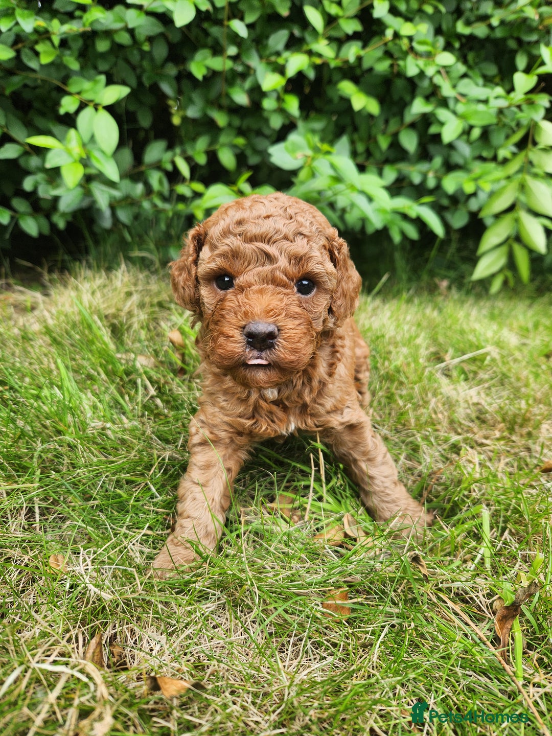 Toy Poodle dogs for sale: 🐩 KC Registered Toy Poodles 🐩 - Image 2