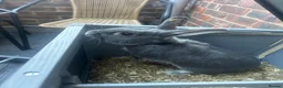 Mixed Breed rabbits for sale: Male rabbit, Buddy in Basildon - Advert 4