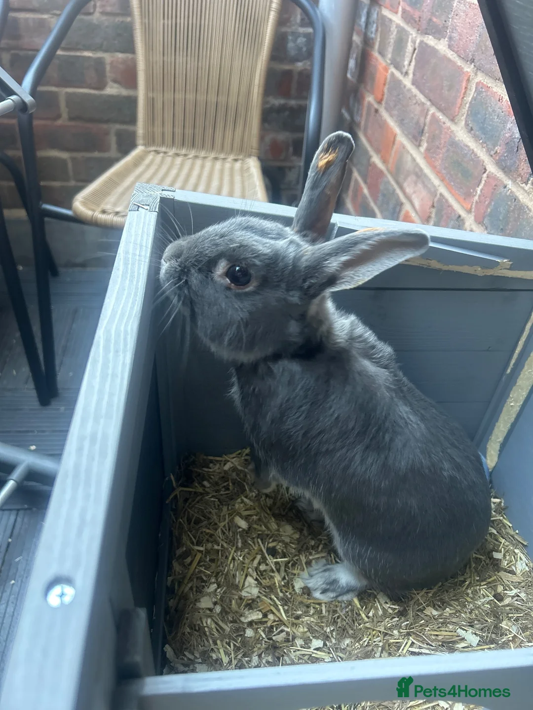Mixed Breed rabbits for sale: Male rabbit, Buddy in Basildon - Advert 4