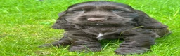 Cocker Spaniel dogs for sale: BEAURIUFL KC REG HEALTH TESTER COCKER SPANIELS  - Advert 18
