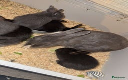 Mixed Breed rabbits for sale: savannah mini lop bunny - Image 2