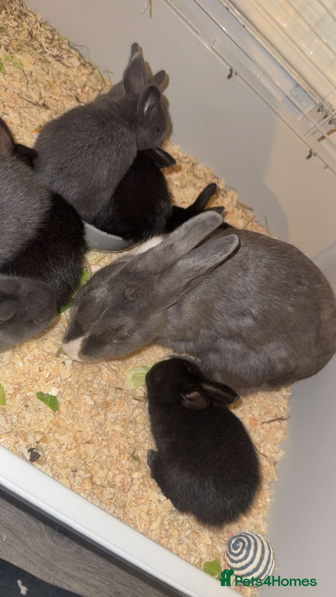 Mixed Breed rabbits for sale: savannah mini lop bunny - Image 2