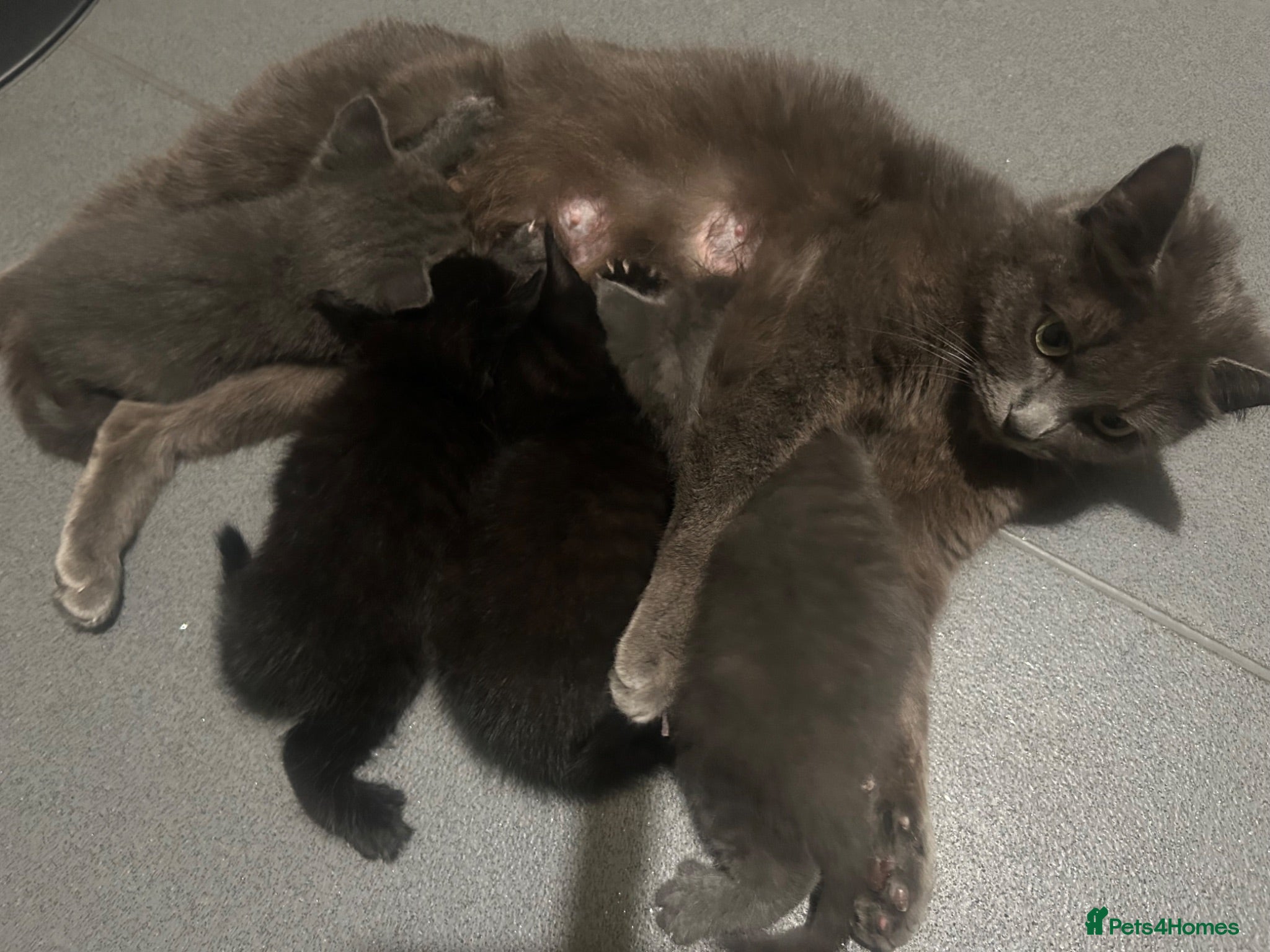 Burmese cats 🐾 Burmese x British Shorthair Kittens 🐾 - Advert 1