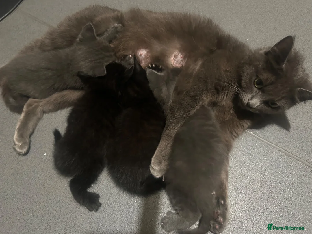 Burmese cats for sale: 🐾 Burmese x British Shorthair Kittens 🐾 - Advert 2