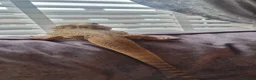 Bearded Dragon reptiles for sale: Bearded dragon for sale  in Manchester - Advert 5