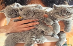 British Shorthair cats for sale: ✨Beautiful British Shorthair Kittens ✨ - Image 1