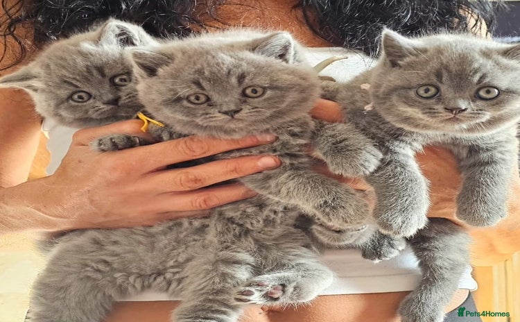 British Shorthair cats - Advert 5