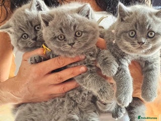 British Shorthair cats - Advert 31