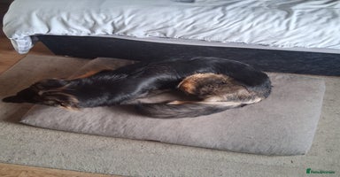 Mixed Breed dogs - Advert 5