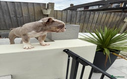English Bulldog dogs for sale: One gorgeous female left 🐶  in Billericay - Image 2