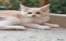 Maine Coon cats for sale: Wonderful Maine Coon Boys from the Grand Champion  - Image 4