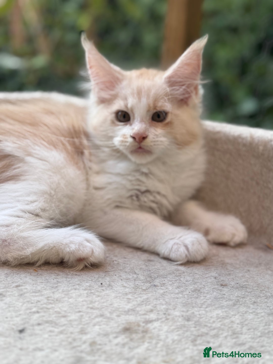 Maine Coon cats for sale: Wonderful Maine Coon Boys from the Grand Champion  - Image 4