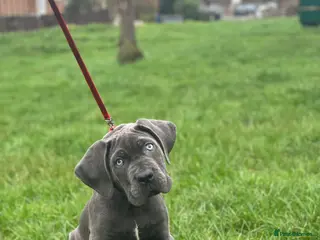 Cane Corso dogs ❤️CaneCorsoItaliano Female ❤️ offers welcome - Advert 3