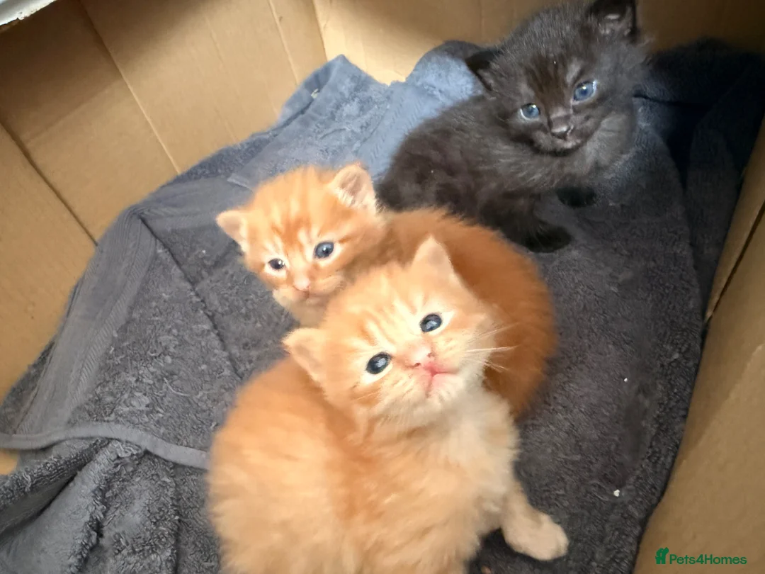 Mixed Breed cats for sale: Three kittens for sale - Advert 4