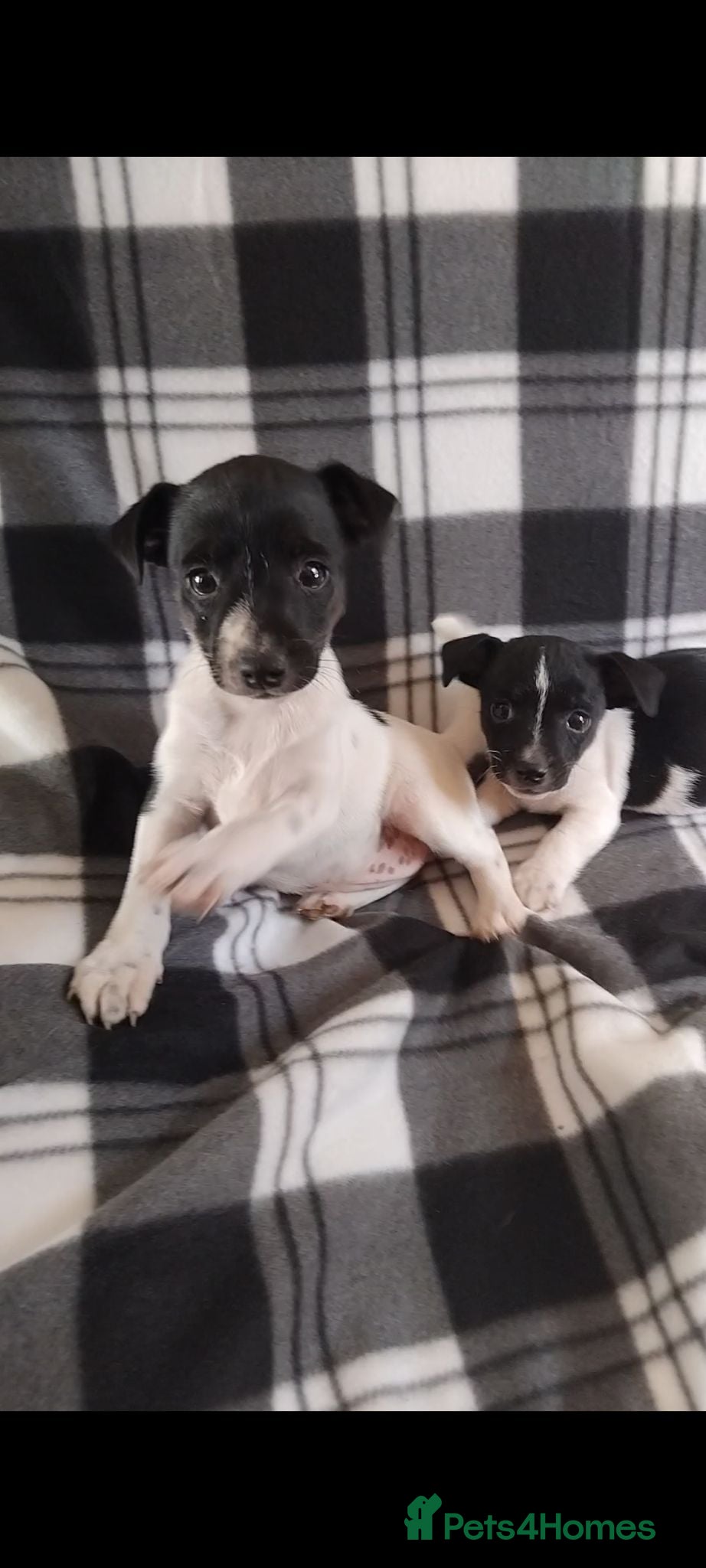 Jack Russell dogs Jack Russell Puppies - Advert 2