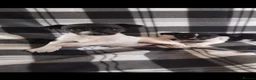 Jack Russell dogs for sale: Jack Russell Puppies - Advert 1