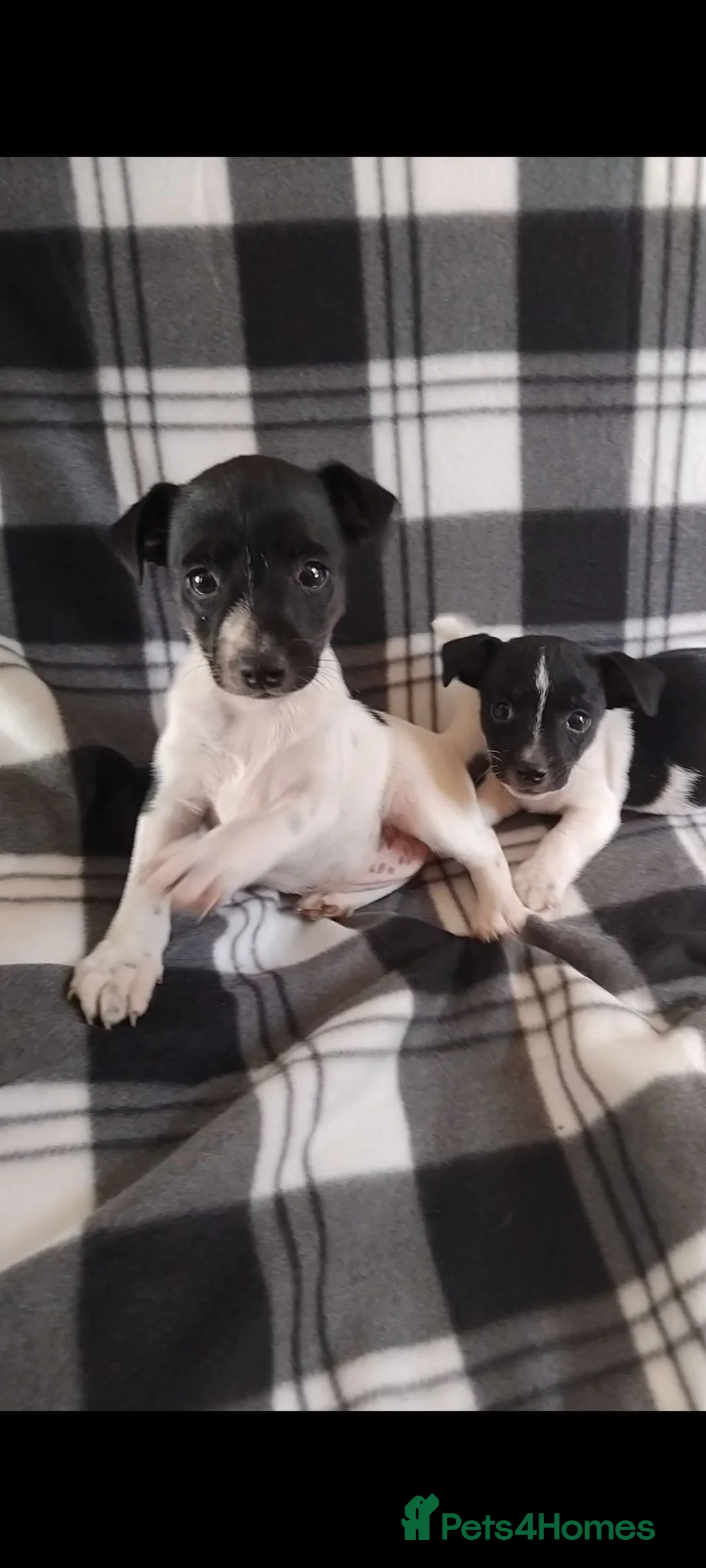 Jack Russell dogs for sale: Jack Russell Puppies - Advert 1