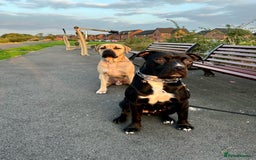 Cane Corso dogs for sale: Cane Corso Puppies for Sale - Image 15
