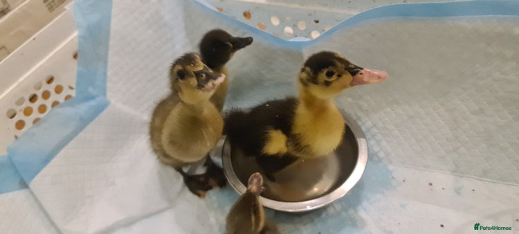 Mixed Breed birds in Margate - Advert 13