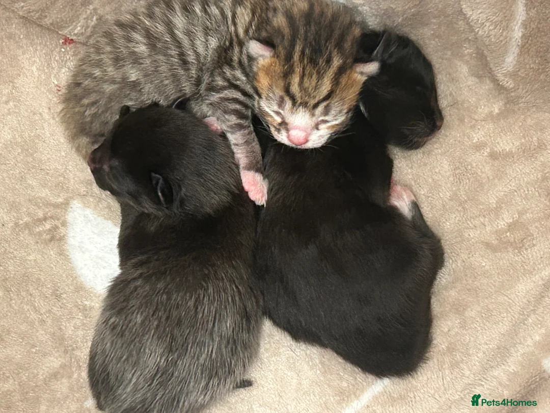 Mixed Breed cats for sale: 1 male kitten  in Wallsend - Advert 10