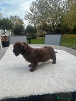 Miniature Dachshund dogs - Advert 11