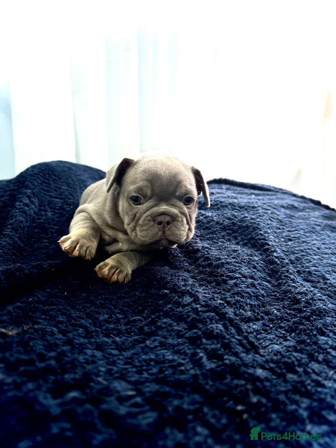 French Bulldog dogs for sale: KC Fluffy Carriers Isabella French Bulldogs puppy - Image 24