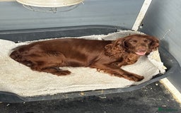 Cocker Spaniel dogs for sale: 8 beautiful working cocker spaniels  🏠  - Image 12