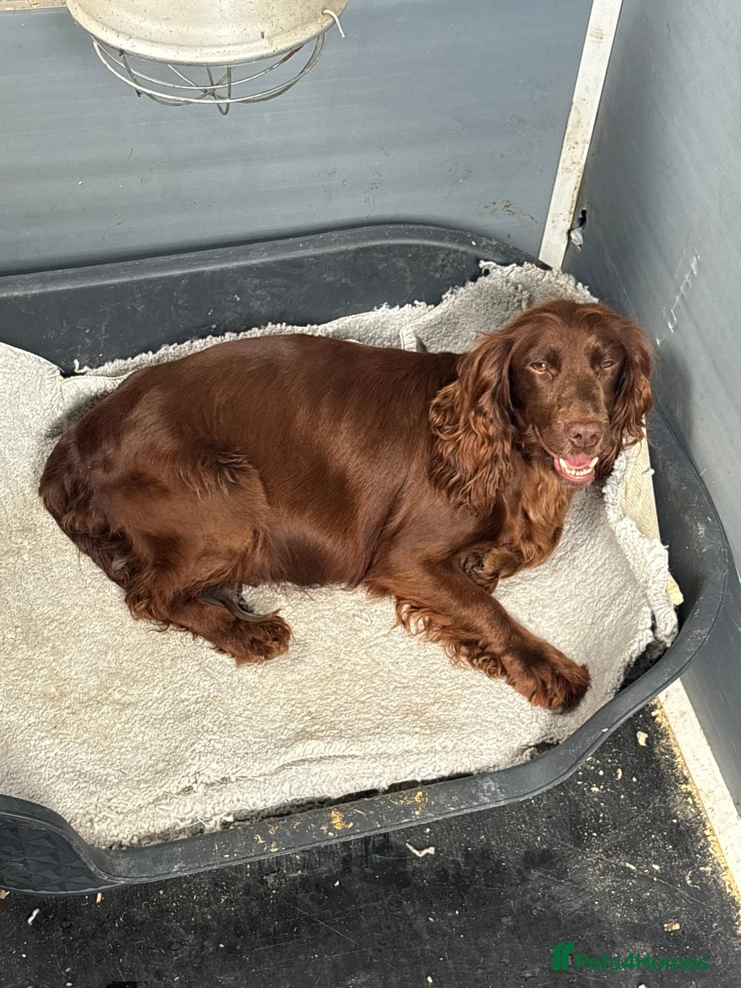 Cocker Spaniel dogs for sale: 8 beautiful working cocker spaniels  🏠  - Image 12