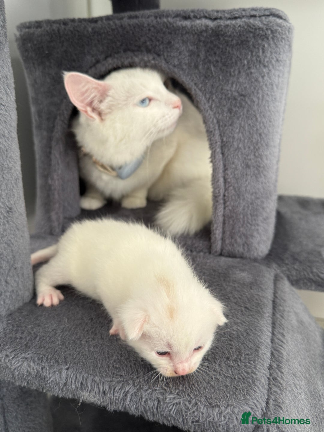 Turkish Angora cats for sale: 4 Beautiful Turkish Angora Mix Kittens - Image 6