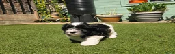 Lhasapoo dogs for sale: Stunning Lhasapoo Puppies. READY NOW! - Advert 15