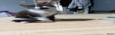Domestic Shorthair 4