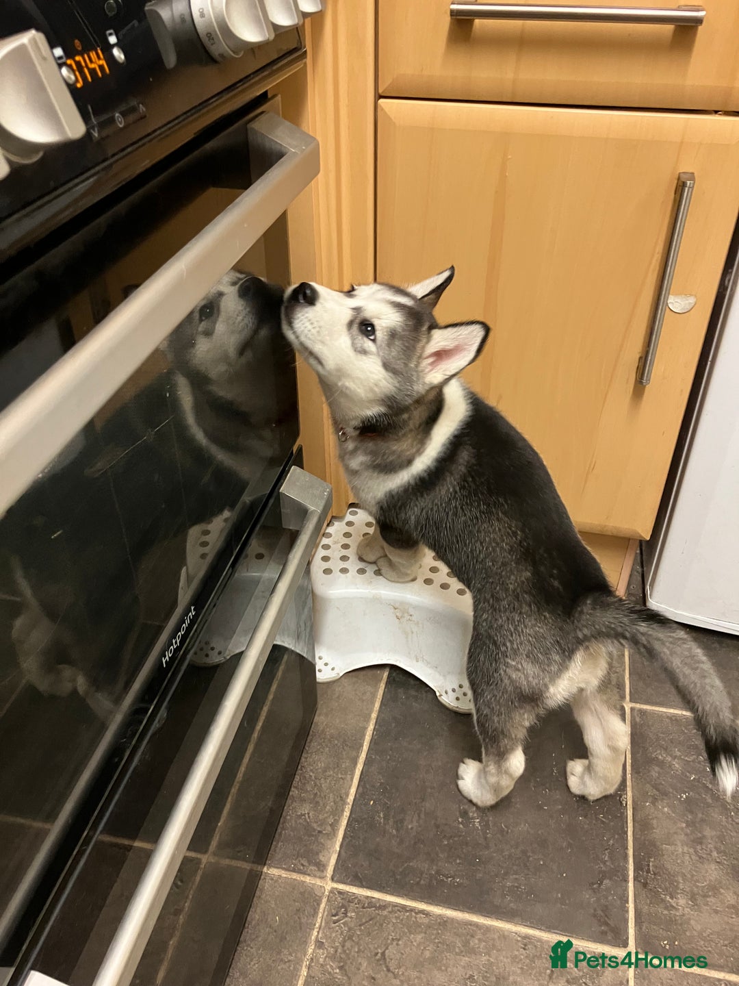 Siberian Husky dogs for sale: Beautiful husky puppies ready for their new homes  - Advert 17