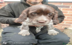 Cocker Spaniel dogs for sale: Working Cocker Spaniel Puppies For Sale - Image 16