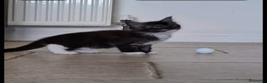 Maine Coon 2