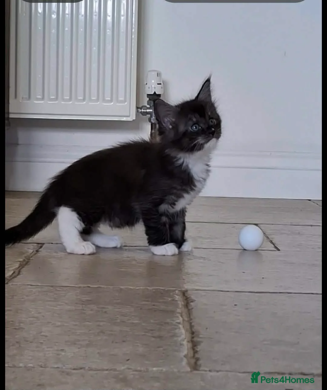 Maine Coon cats for sale: Beautiful Maine coon Kittens in Saint Austell - Advert 2