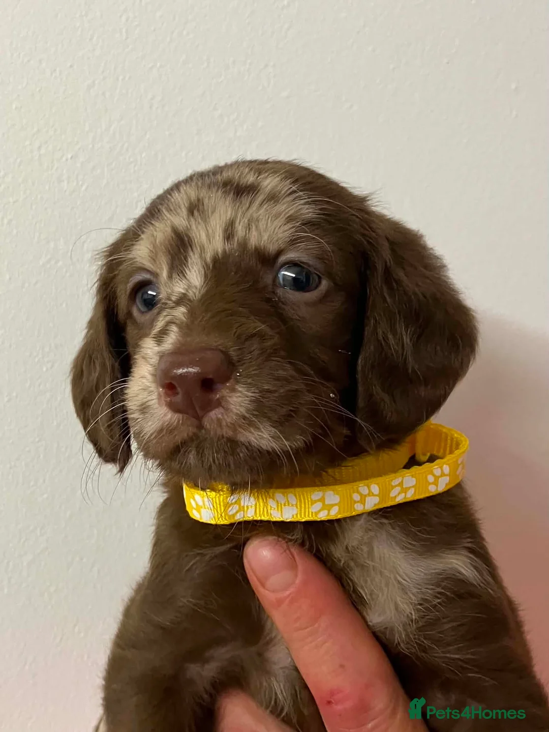 Labradoodle dogs for sale: mini labradoodle puppies  - Advert 2