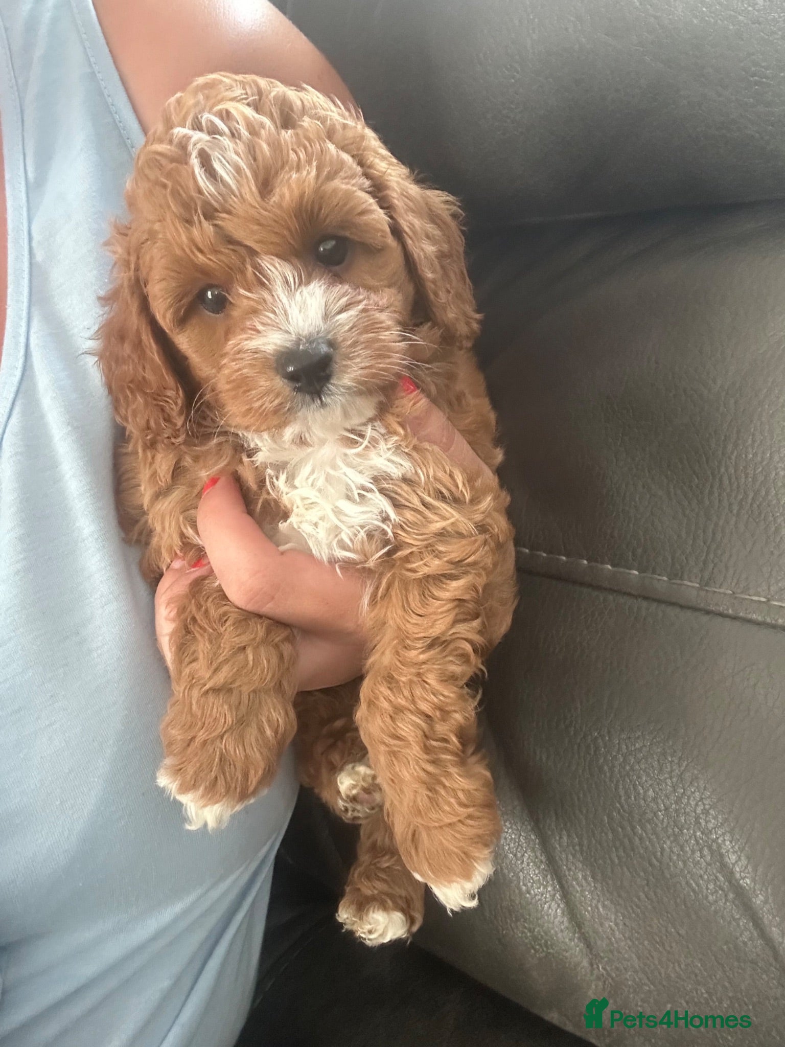 Cavapoo dogs cavapoo toy!! 1 boy left - Advert 3
