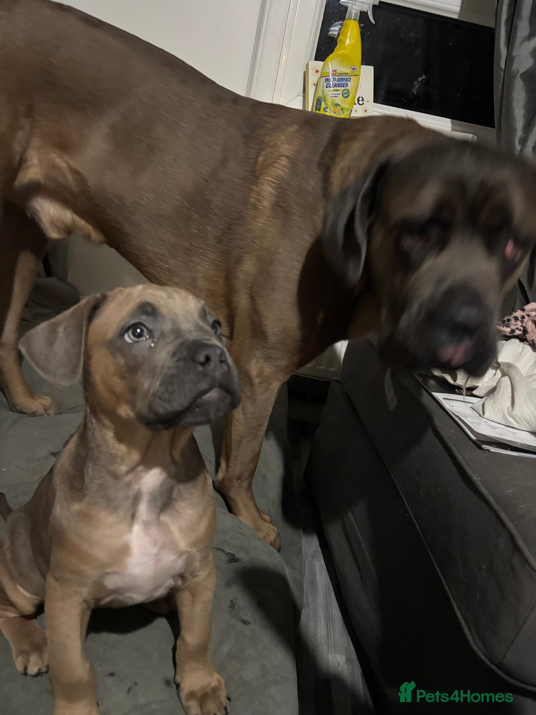 Cane Corso dogs for sale: 🔥CONFIDENT & BRAVE CANE CORSO PUPPY -HIGH DRIVE🔥 - Advert 7