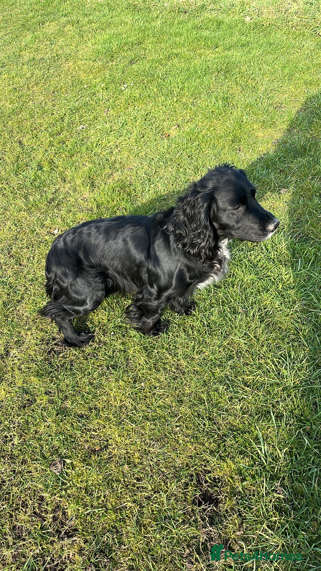Cocker Spaniel dogs Working Cocker Spaniel Puppies - Advert 3