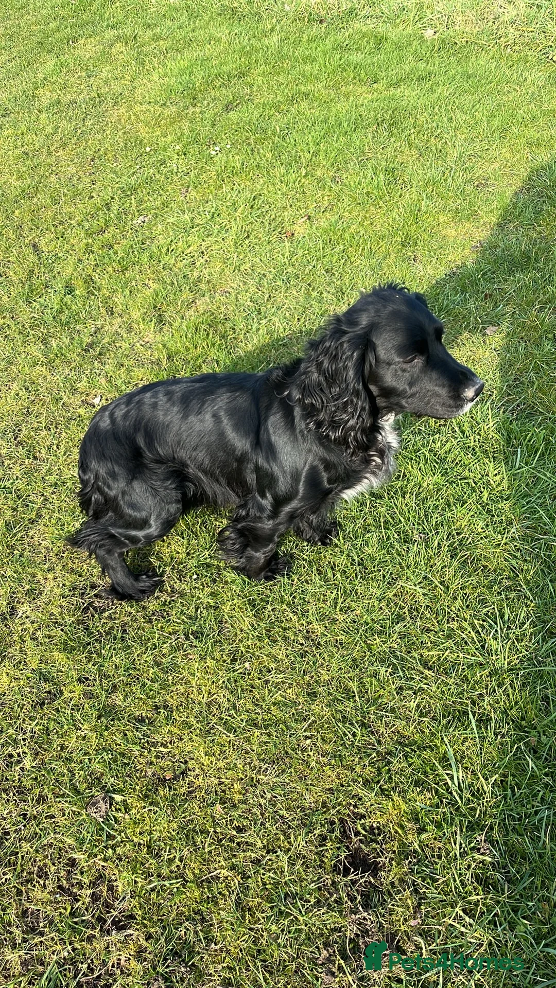 Cocker Spaniel dogs for sale: Working Cocker Spaniel Puppies - Advert 1