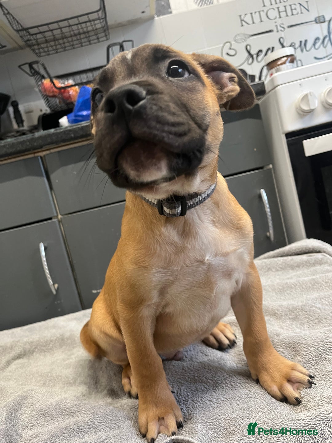Staffordshire Bull Terrier dogs for sale: Beautiful Staffy pups  in Shrewsbury - Image 1