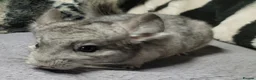 Chinchilla rodents for sale: 4 baby grey female chinchillas - Advert 6