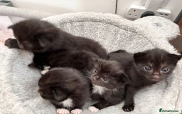 Bombay cats for sale: Kittens for sale  - Image 6
